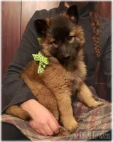 Green girl S, a female Belgian Shepherd Dog for sale in Springfield, MO – Photo 2 of 10