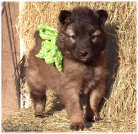 Green girl S, a female Belgian Shepherd Dog for sale in Springfield, MO – Photo 5 of 10