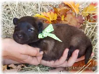 Green girl S, a female Belgian Shepherd Dog for sale in Springfield, MO – Photo 8 of 10