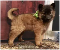 Green girl S, a female Belgian Shepherd Dog for sale in Springfield, MO – Photo 3 of 10