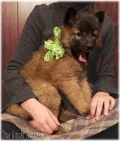 Green girl S, a female Belgian Shepherd Dog for sale in Springfield, MO – Photo 4 of 10