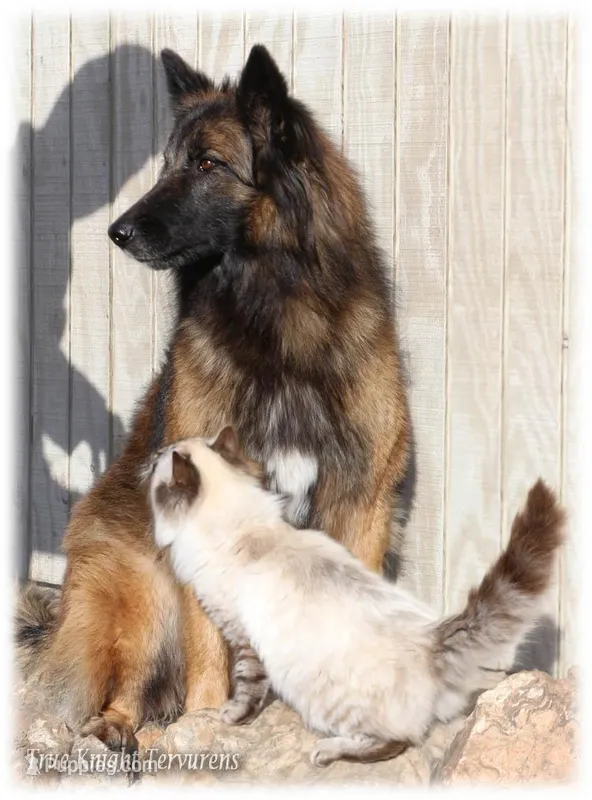 Rebel Pink Girl T – Belgian Tervuren puppy for sale in Springfield, MO