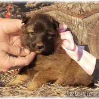 Rebel Pink Girl T, a  Belgian Tervuren for sale in Springfield, MO – Photo 2 of 6