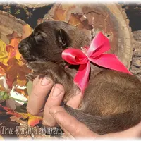 Rebel Pink Girl T, a  Belgian Tervuren for sale in Springfield, MO – Photo 3 of 6