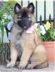Rebel Brown Girl S, a  Belgian Shepherd Dog for sale in Springfield, MO – Photo 1 of 1