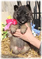 2027 Brown Girl T, a female Belgian Tervuren for sale in Springfield, MO – 3 of 7