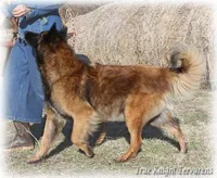 Brown Boy T, a  Belgian Tervuren for sale in Springfield, MO – Photo 3 of 3