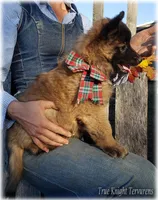 Brown Boy T, a  Belgian Tervuren for sale in Springfield, MO – Photo 2 of 3