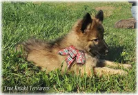 Rebel Brown Boy T, a male Belgian Tervuren for sale in Springfield, MO – 4 of 9