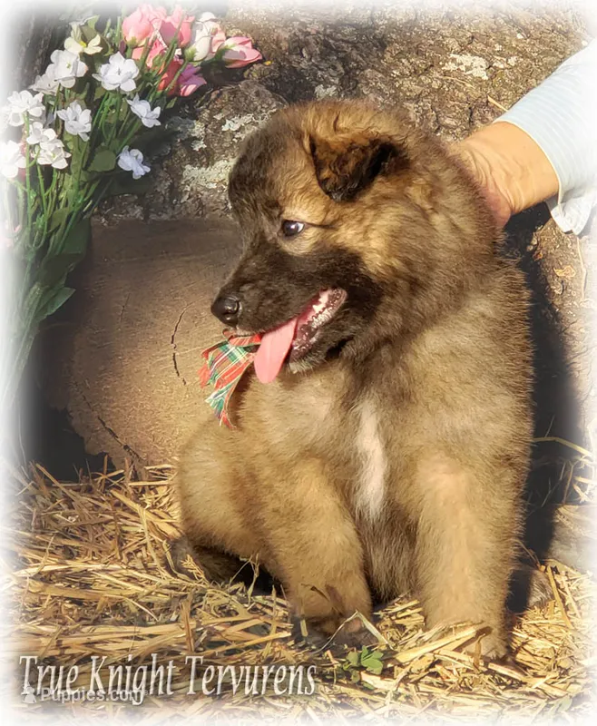 Rebel Brown Boy S – Belgian Shepherd Dog puppy for sale in Springfield, MO