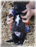 Rebel Blue boy S, a male Belgian Shepherd Dog for sale in Springfield, MO – Photo 5 of 5