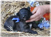 Rebel Blue boy S, a male Belgian Shepherd Dog for sale in Springfield, MO – Photo 4 of 5