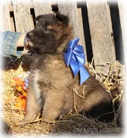 Rebel Blue boy S, a male Belgian Shepherd Dog for sale in Springfield, MO – Photo 2 of 5