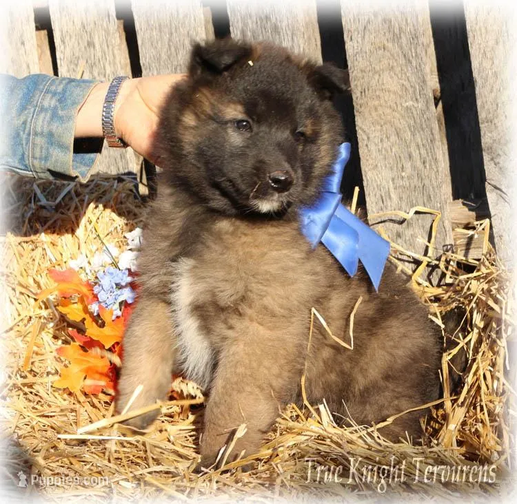 Rebel Blue boy S, a male Belgian Shepherd Dog for sale in Springfield, MO – Photo 1 of 5