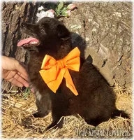 Rebel Orange Boy S, a male Belgian Shepherd Dog for sale in Springfield, MO – 2 of 9