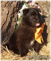 Rebel Orange Boy T, a male Belgian Tervuren for sale in Springfield, MO – 2 of 10