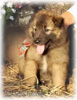 Rebel Brown Boy T, a male Belgian Tervuren for sale in Springfield, MO – 6 of 9