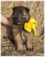 Sparky Yellow T, a male Belgian Tervuren for sale in Springfield, MO – Photo 8 of 10