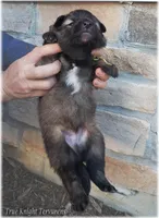 Sparky Yellow T, a male Belgian Tervuren for sale in Springfield, MO – Photo 10 of 10