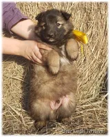 Sparky Yellow T, a male Belgian Tervuren for sale in Springfield, MO – Photo 7 of 10
