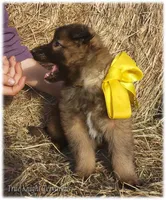 Sparky Yellow T, a male Belgian Tervuren for sale in Springfield, MO – Photo 6 of 10