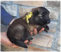 Sparky Yellow T, a male Belgian Tervuren for sale in Springfield, MO – Photo 9 of 10