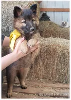 Sparky Yellow T, a male Belgian Tervuren for sale in Springfield, MO – Photo 4 of 10