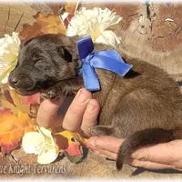 Ninja's Brown Boy T, a male Belgian Tervuren for sale in Springfield, MO – Photo 9 of 10