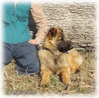 Ninja's Brown Boy T, a male Belgian Tervuren for sale in Springfield, MO – Photo 4 of 10