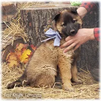 Ninja's Brown Boy T, a male Belgian Tervuren for sale in Springfield, MO – Photo 6 of 10