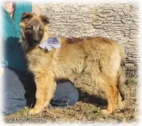 Ninja's Brown Boy T, a male Belgian Tervuren for sale in Springfield, MO – Photo 3 of 10