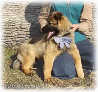 Ninja's Brown Boy T, a male Belgian Tervuren for sale in Springfield, MO – Photo 2 of 10