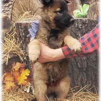 Ninja's Brown Boy T, a male Belgian Tervuren for sale in Springfield, MO – Photo 7 of 10