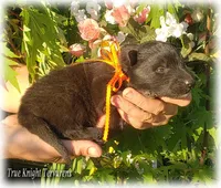 Rebel Orange Boy S, a male Belgian Shepherd Dog for sale in Springfield, MO – 6 of 9