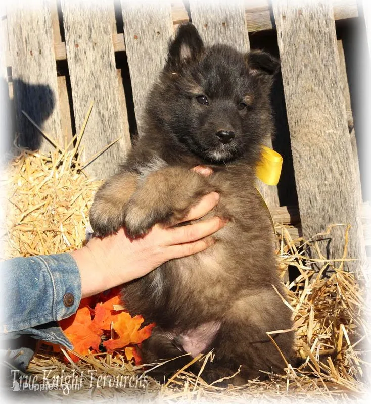 Rebel Yellow boy S, a male Belgian Shepherd Dog for sale in Springfield, MO – Photo 1 of 5