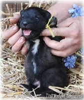 Rebel Yellow boy S, a male Belgian Shepherd Dog for sale in Springfield, MO – Photo 4 of 5