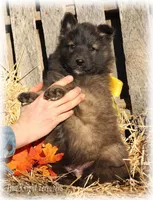 Rebel Yellow boy S, a male Belgian Shepherd Dog for sale in Springfield, MO – Photo 2 of 5