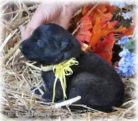 Rebel Yellow boy S, a male Belgian Shepherd Dog for sale in Springfield, MO – Photo 5 of 5