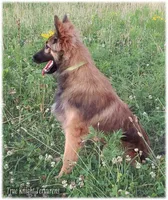 Sparky Yellow S, a male Belgian Shepherd Dog for sale in Springfield, MO – Photo 1 of 10