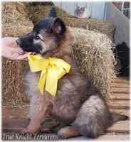 Sparky Yellow S, a male Belgian Shepherd Dog for sale in Springfield, MO – Photo 3 of 10