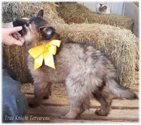 Sparky Yellow S, a male Belgian Shepherd Dog for sale in Springfield, MO – Photo 5 of 10