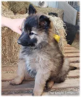 Sparky Yellow S, a male Belgian Shepherd Dog for sale in Springfield, MO – Photo 6 of 10