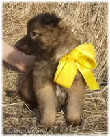 Sparky Yellow S, a male Belgian Shepherd Dog for sale in Springfield, MO – Photo 9 of 10