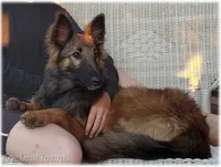 Sparky Yellow S, a male Belgian Shepherd Dog for sale in Springfield, MO – Photo 2 of 10