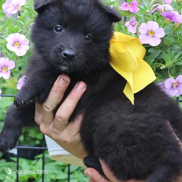 Winnie the Pooh S, a  Belgian Shepherd Dog for sale in Springfield, MO – Photo 1 of 5