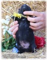 Winnie the Pooh S, a  Belgian Shepherd Dog for sale in Springfield, MO – Photo 5 of 5