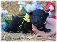 Winnie the Pooh S, a  Belgian Shepherd Dog for sale in Springfield, MO – Photo 4 of 5