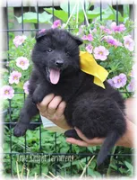 Winnie the Pooh S, a  Belgian Shepherd Dog for sale in Springfield, MO – Photo 2 of 5