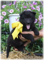 Winnie the Pooh S, a  Belgian Shepherd Dog for sale in Springfield, MO – Photo 3 of 5