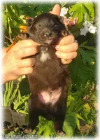 Rebel Orange Boy S, a male Belgian Shepherd Dog for sale in Springfield, MO – 5 of 9